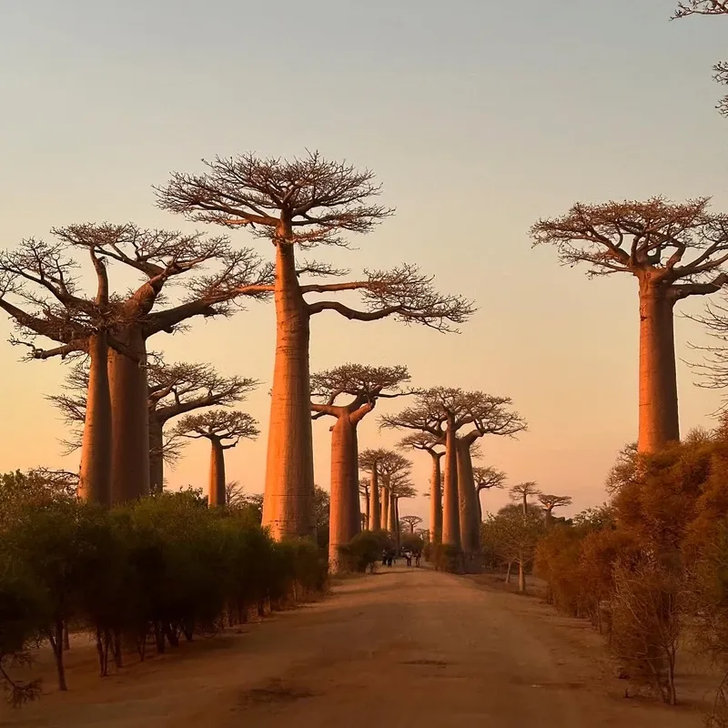 Avenue of the Baobabs view 1