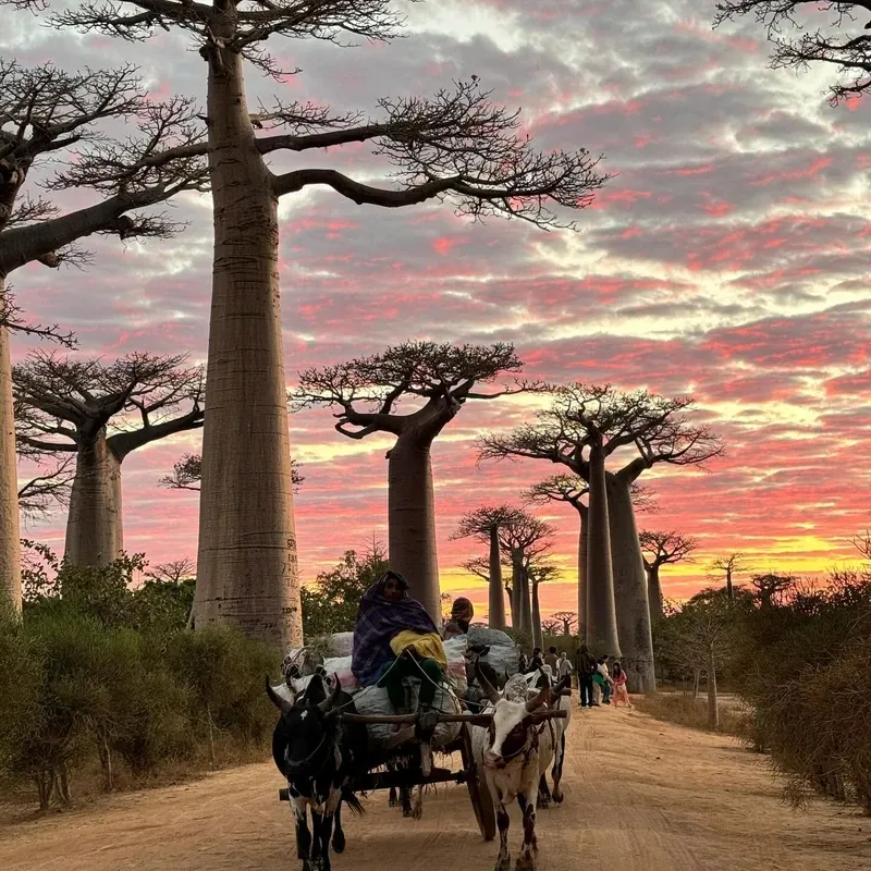 Avenue of the Baobabs view 2