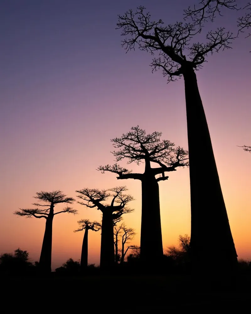 Avenue of the Baobabs view 3