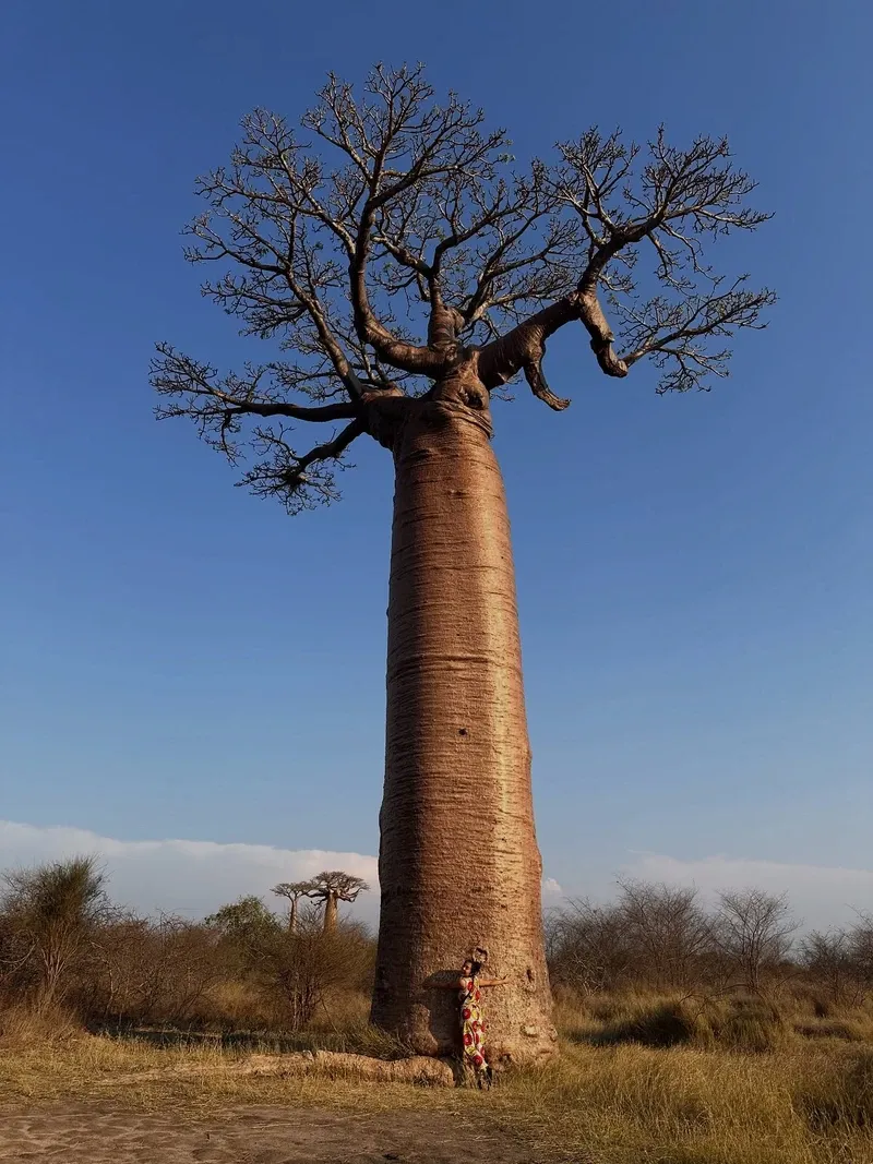 Avenue of the Baobabs view 4