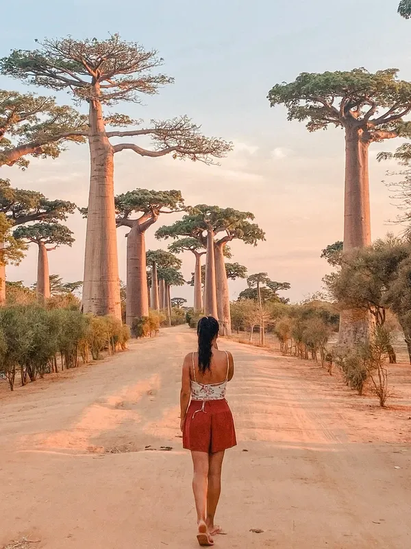 Avenue of the Baobabs visitor photo 5